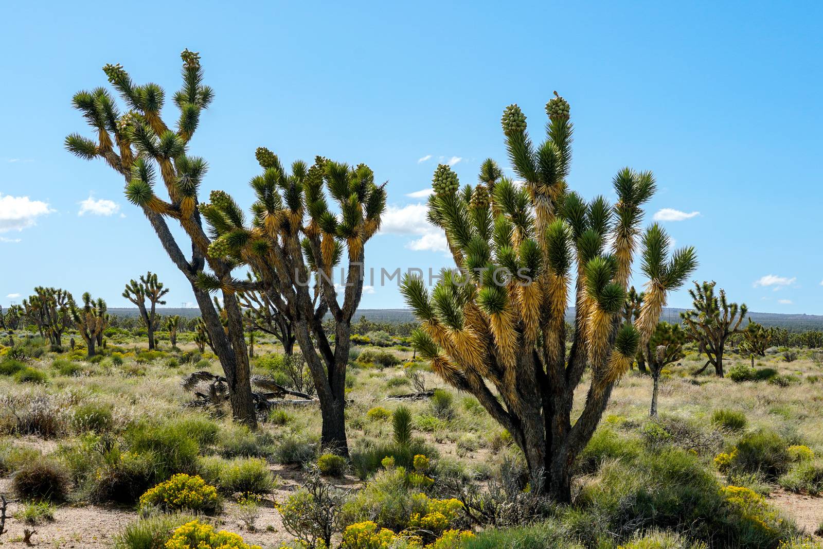 Joshua Tree National Park. American desert national park in southeastern California. Yucca brevifolia, Joshua Tree is a plant species belonging to the genus Yucca.