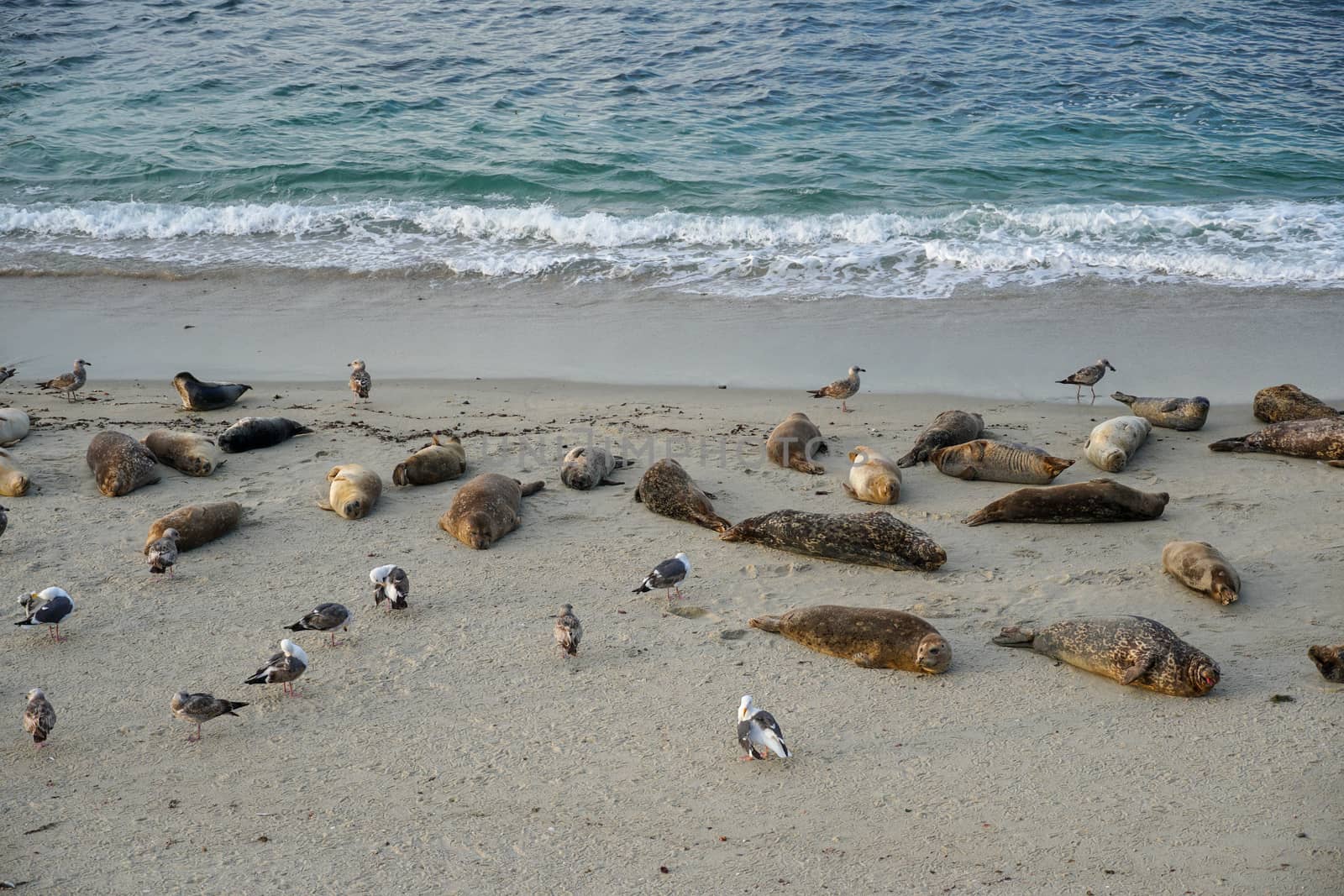 Sea lions and seals napping on a cove under the sun at La Jolla, San Diego, California. The beach is closed from December 15 to May 15 because it has become a favorite breeding ground for seals.