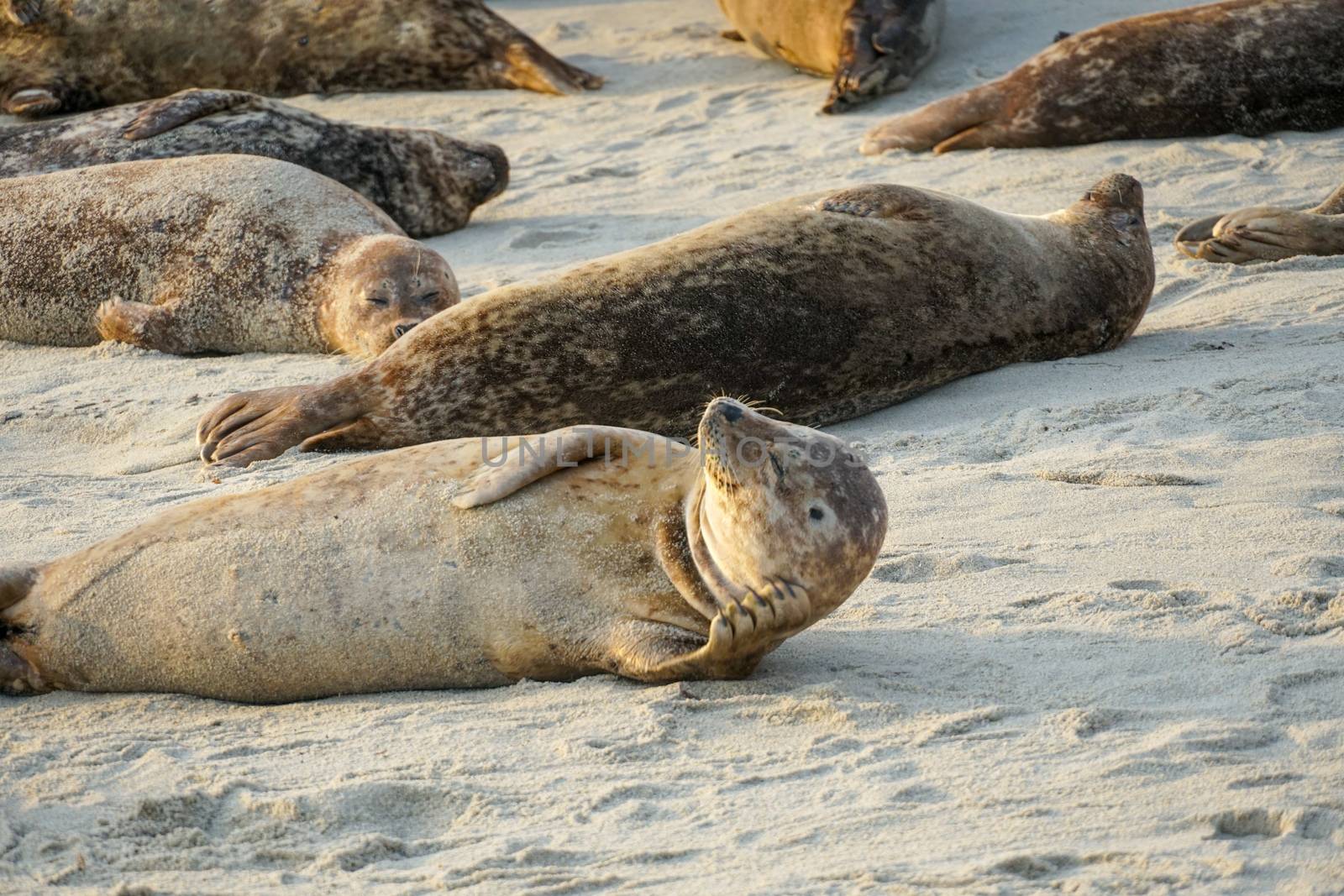 Sea lions and seals napping on a cove under the sun at La Jolla, San Diego, California. The beach is closed from December 15 to May 15 because it has become a favorite breeding ground for seals.