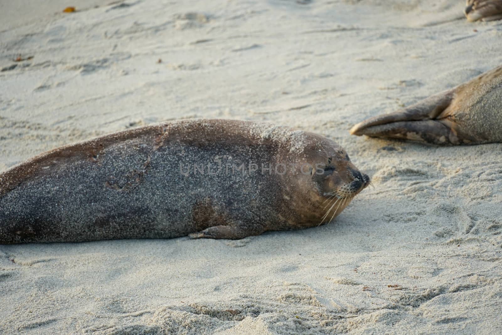 Sea lions and seals napping on a cove under the sun at La Jolla, San Diego, California. The beach is closed from December 15 to May 15 because it has become a favorite breeding ground for seals.