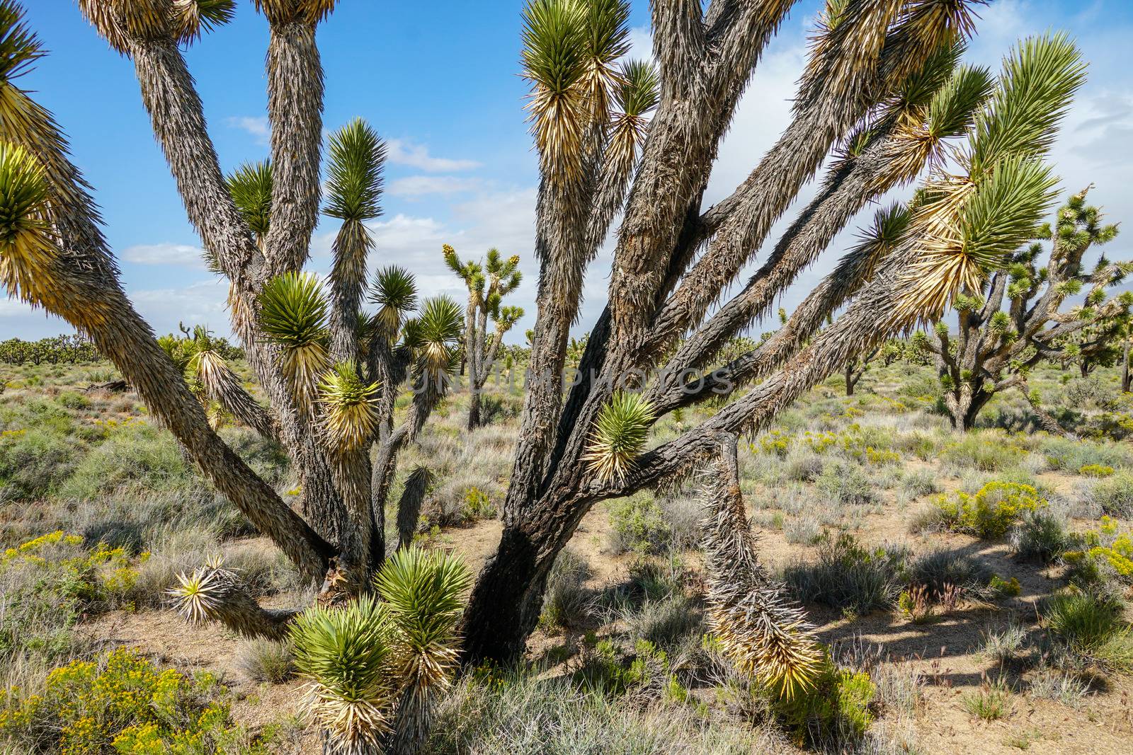  Yucca brevifolia, Joshua Tree is a plant species belonging to the genus Yucca. Joshua Tree National Park