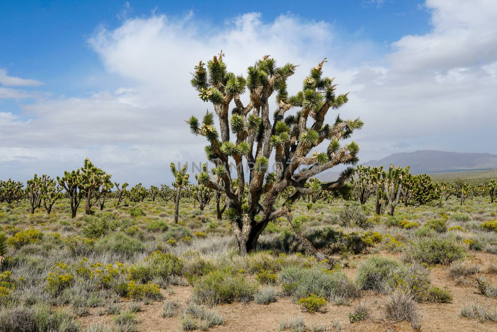 Joshua Tree National Park. American desert national park in southeastern California. Yucca brevifolia, Joshua Tree is a plant species belonging to the genus Yucca.