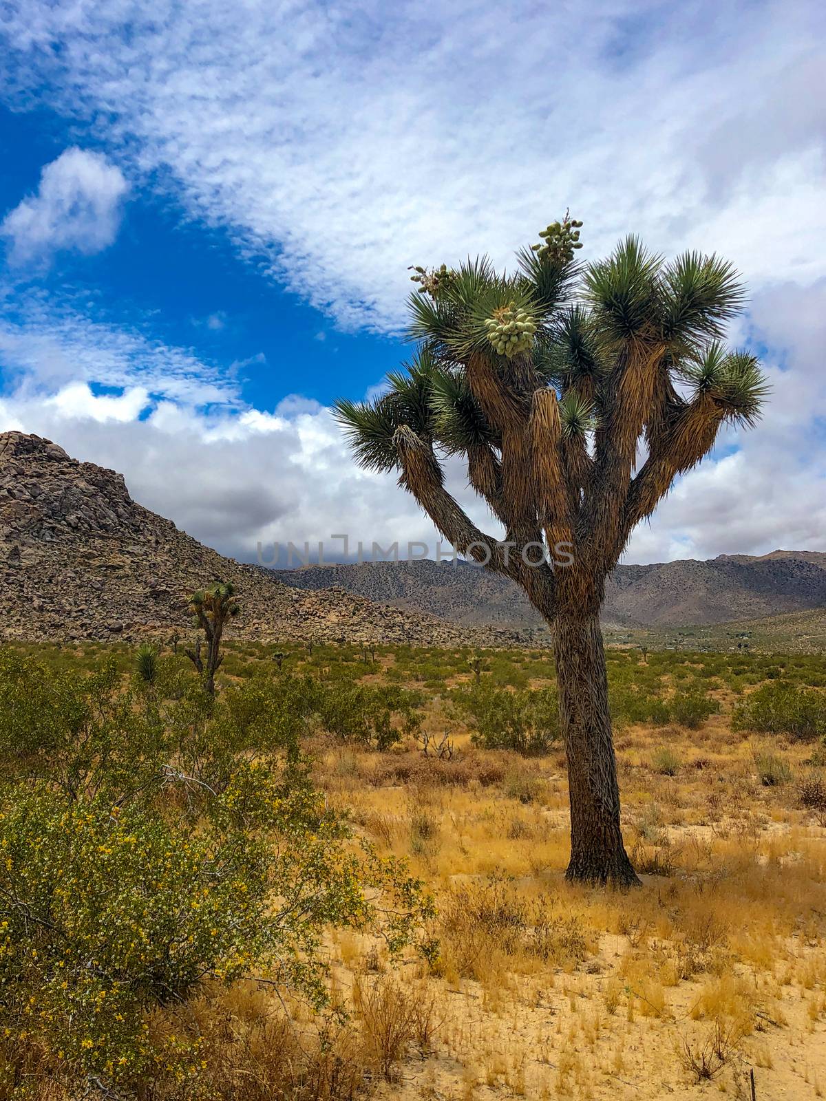 Joshua Tree National Park. American desert national park in southeastern California. by Bonandbon