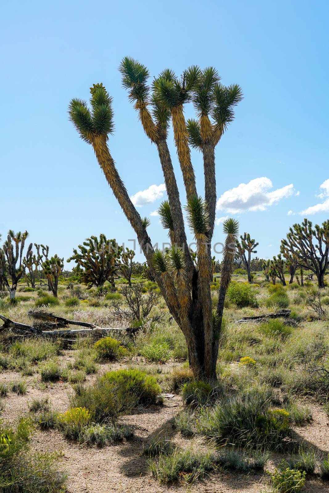 Joshua Tree National Park. American desert national park in southeastern California. by Bonandbon