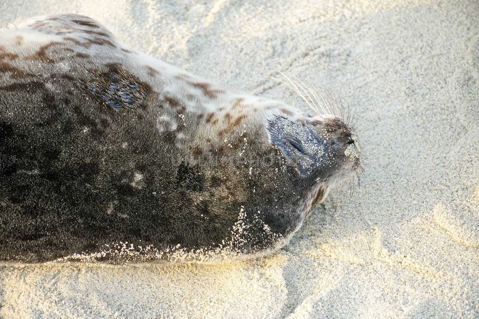 Sea lions and seals napping on a cove under the sun at La Jolla, San Diego, California. The beach is closed from December 15 to May 15 because it has become a favorite breeding ground for seals.