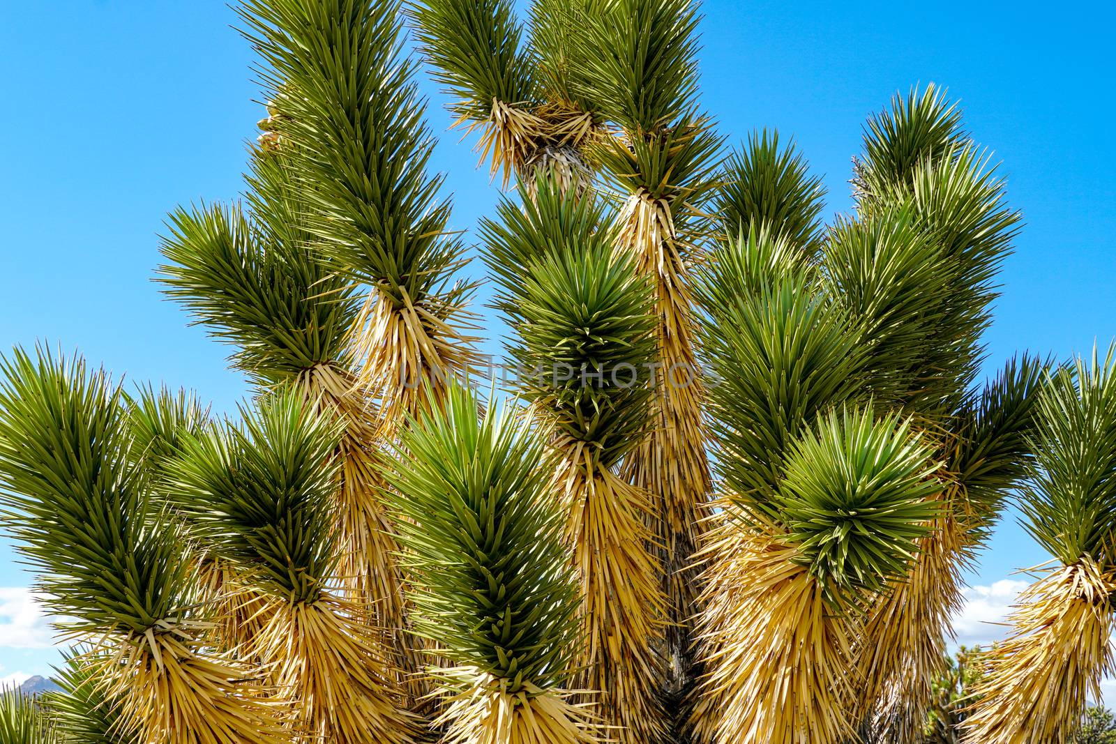  Yucca brevifolia, Joshua Tree is a plant species belonging to the genus Yucca. Joshua Tree National Park