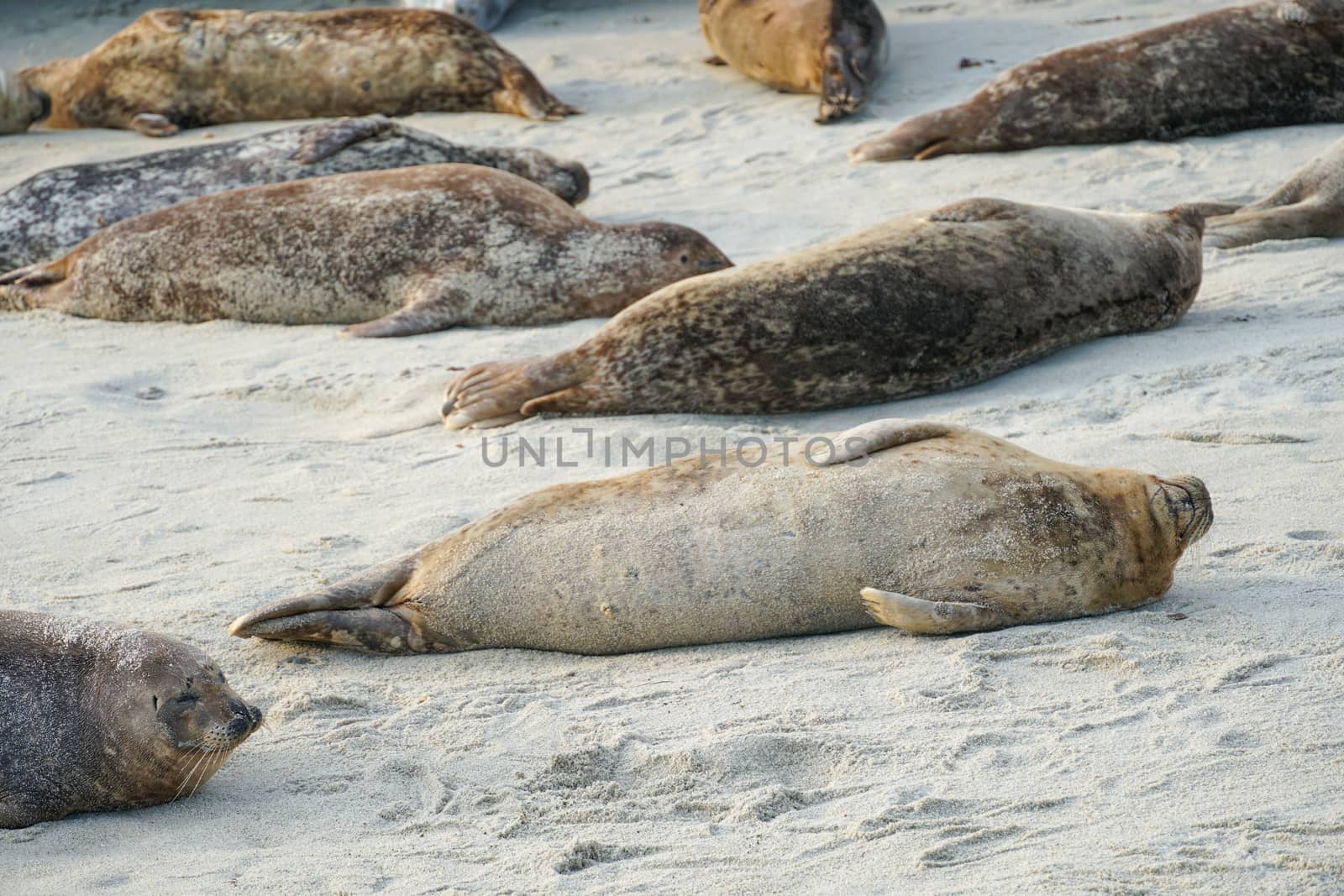 Sea lions and seals napping on a cove under the sun at La Jolla, San Diego, California. The beach is closed from December 15 to May 15 because it has become a favorite breeding ground for seals.