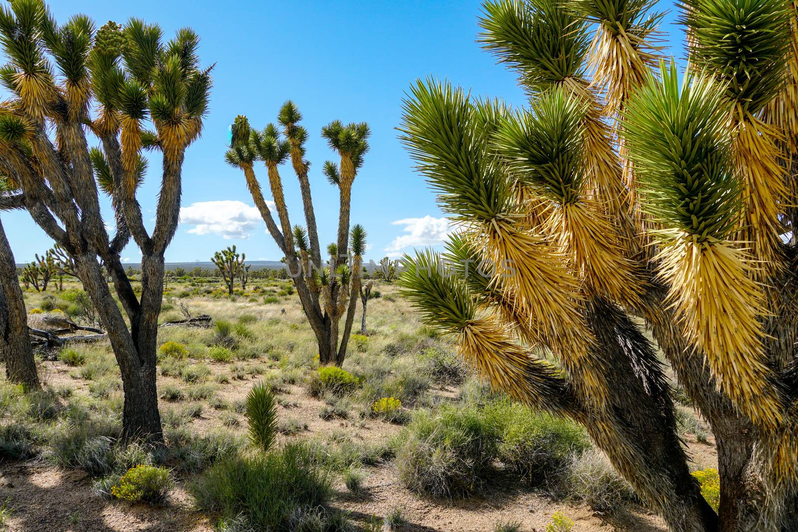  Yucca brevifolia, Joshua Tree is a plant species belonging to the genus Yucca. Joshua Tree National Park