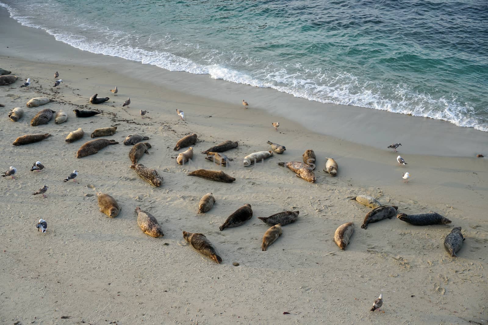 Sea lions and seals napping on a cove under the sun at La Jolla, San Diego, California. The beach is closed from December 15 to May 15 because it has become a favorite breeding ground for seals.