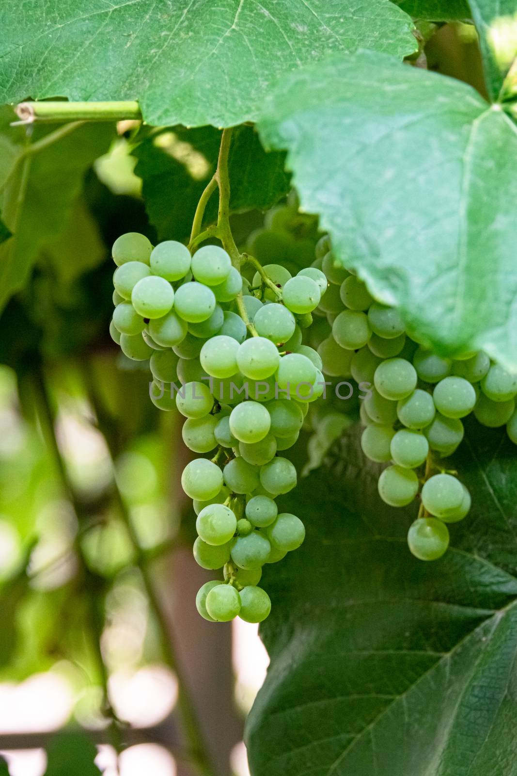 Fascicle green grape growing among the leaves. Vine branch with racemules of green grape