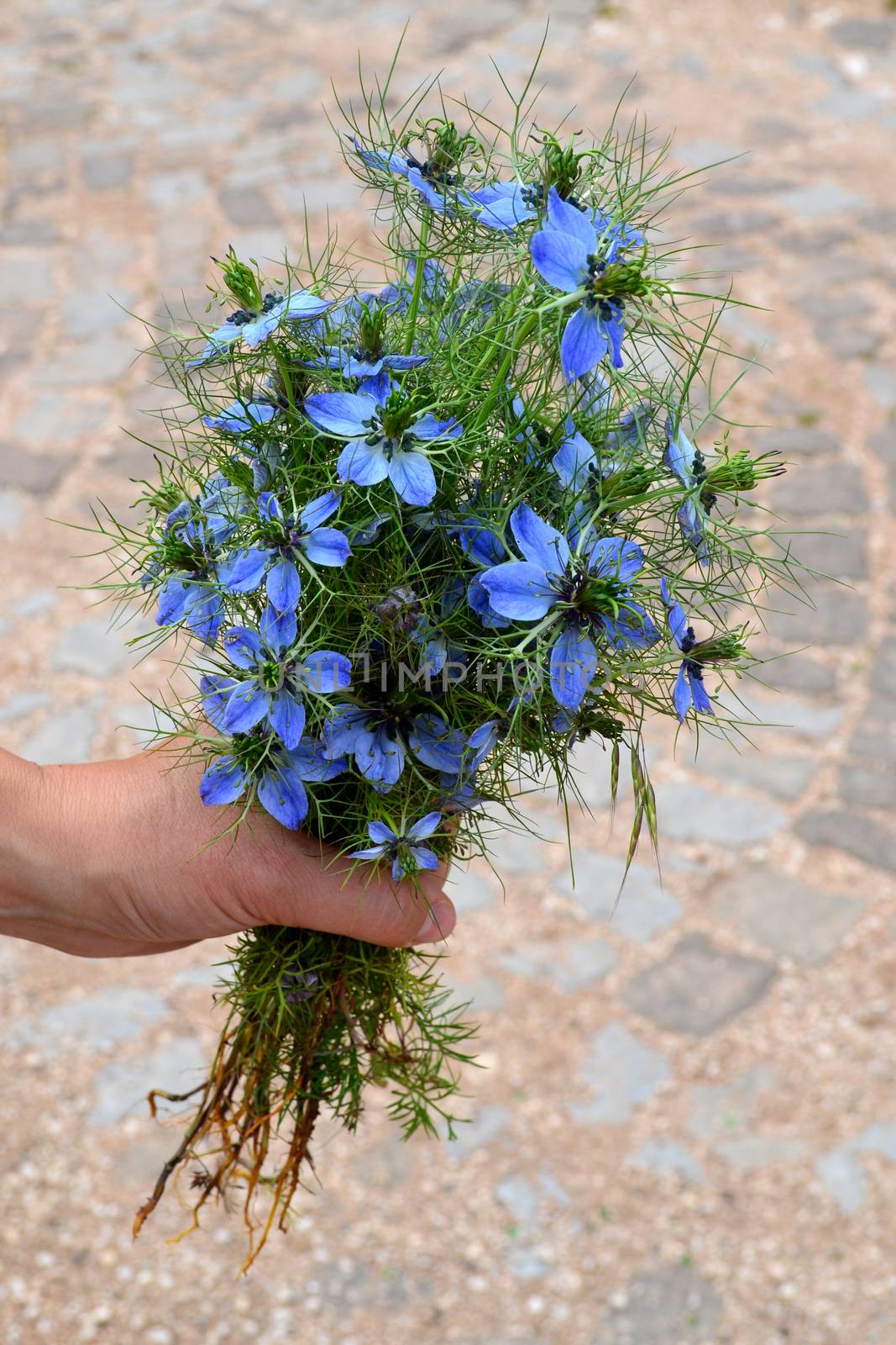 Woman hand holding a blue flowers bouquet by hibrida13