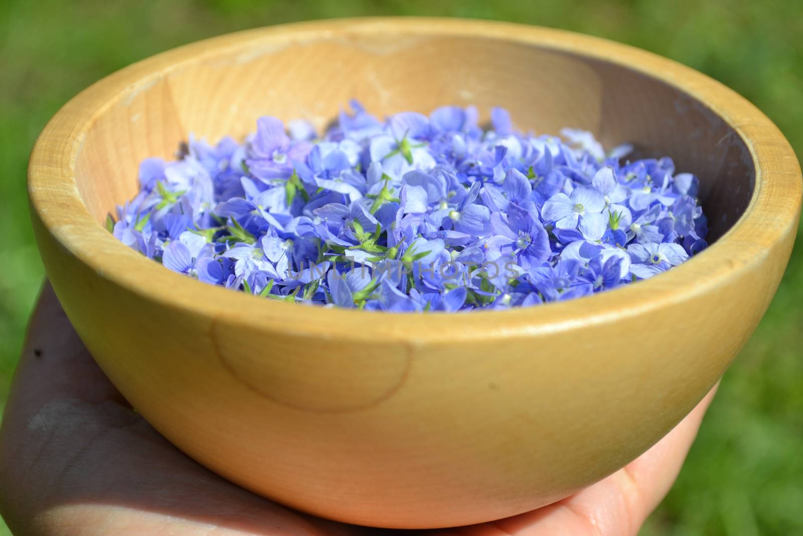 Hand holding a wooden bowl with blue flowers