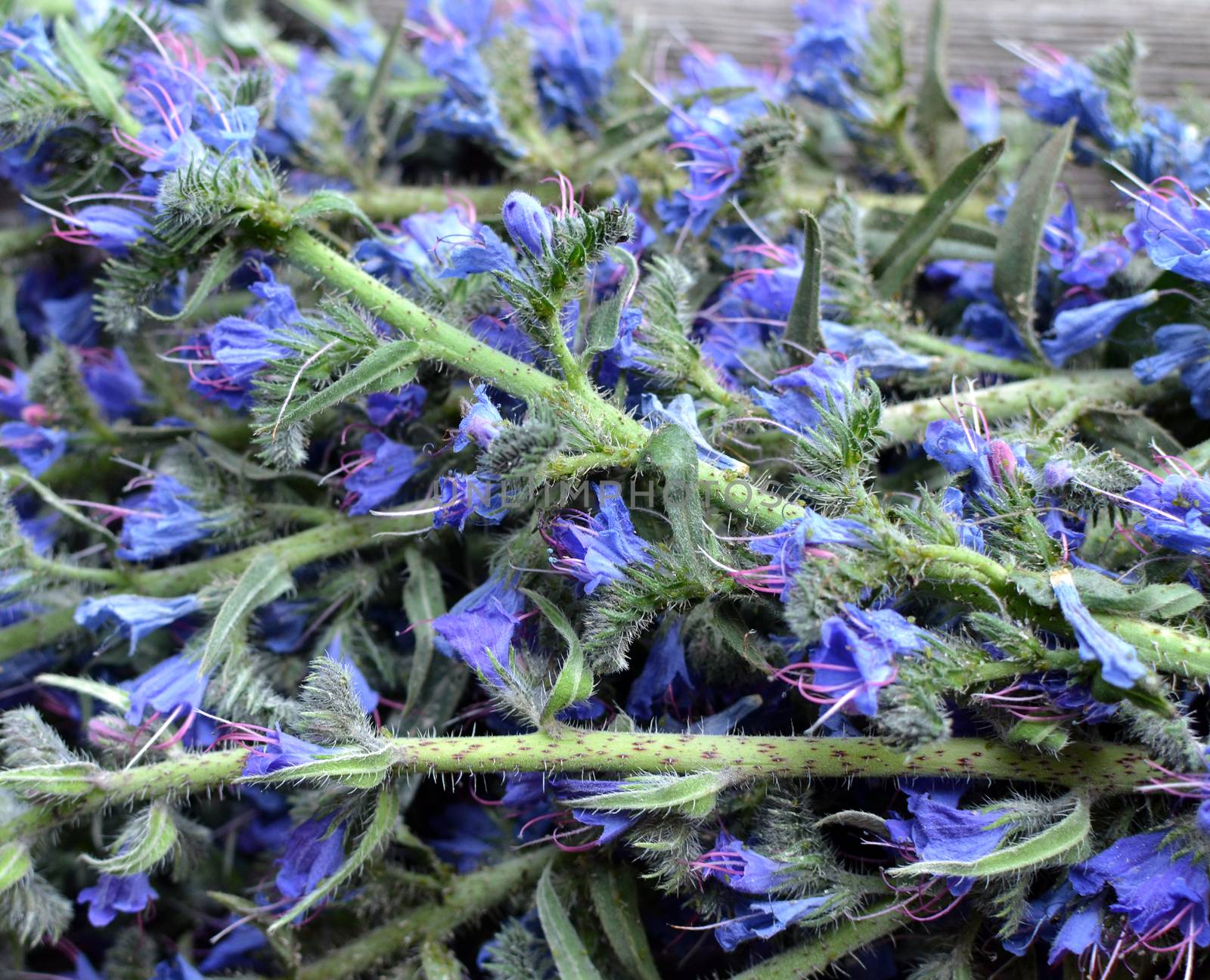 Inflorescences of the viper's bugloss medicinal plant by hibrida13