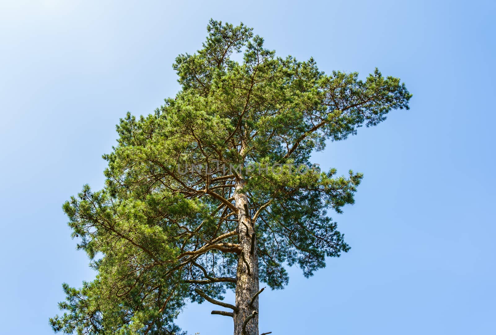 top of a green sprawling pine tree in the blue sky  by VADIM