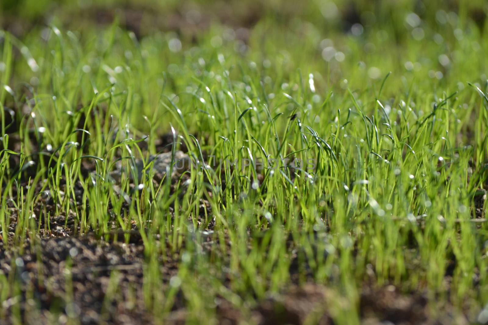 Fresh grass in the rain