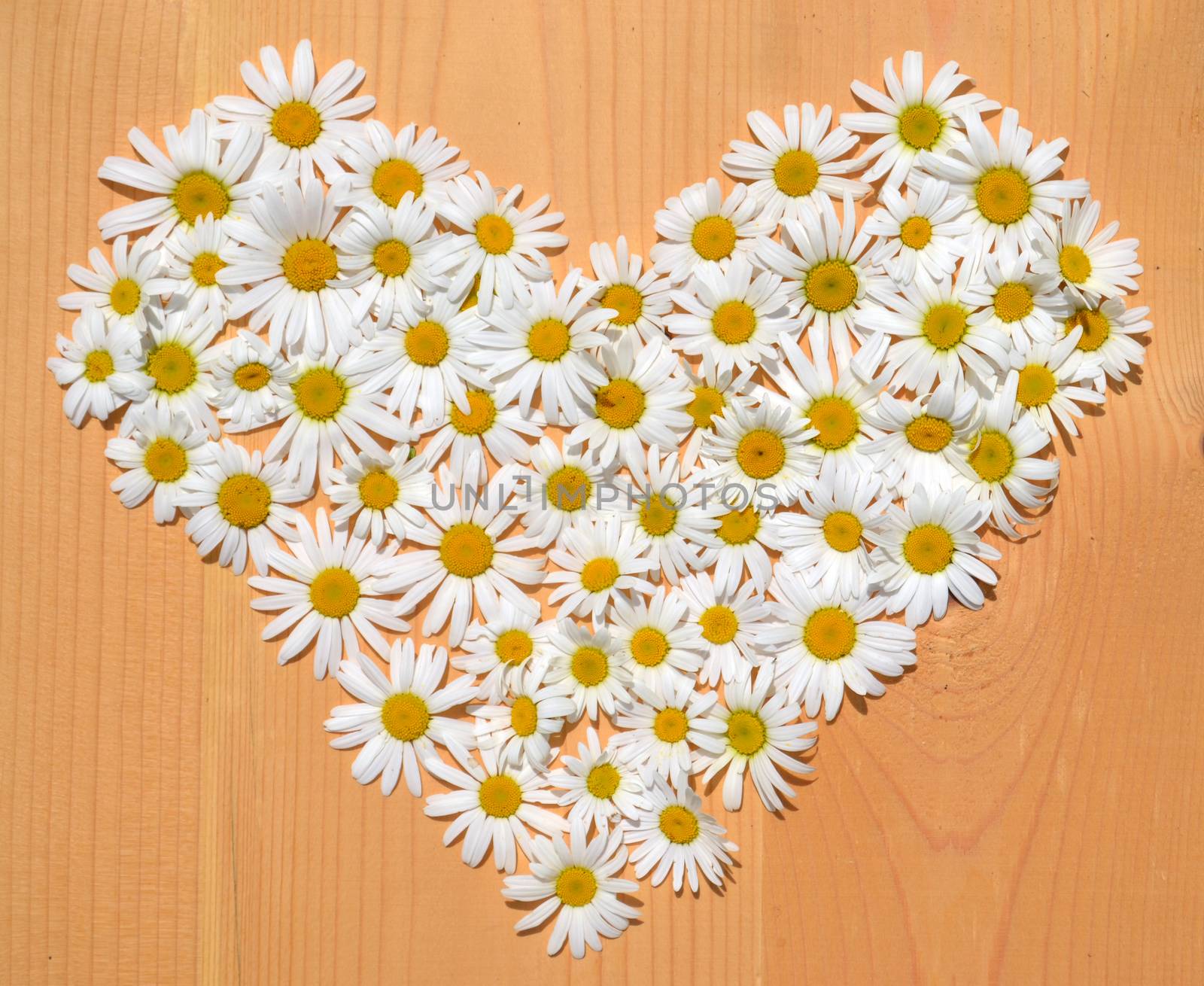 Daisy flowers in a shape of heart on wooden background