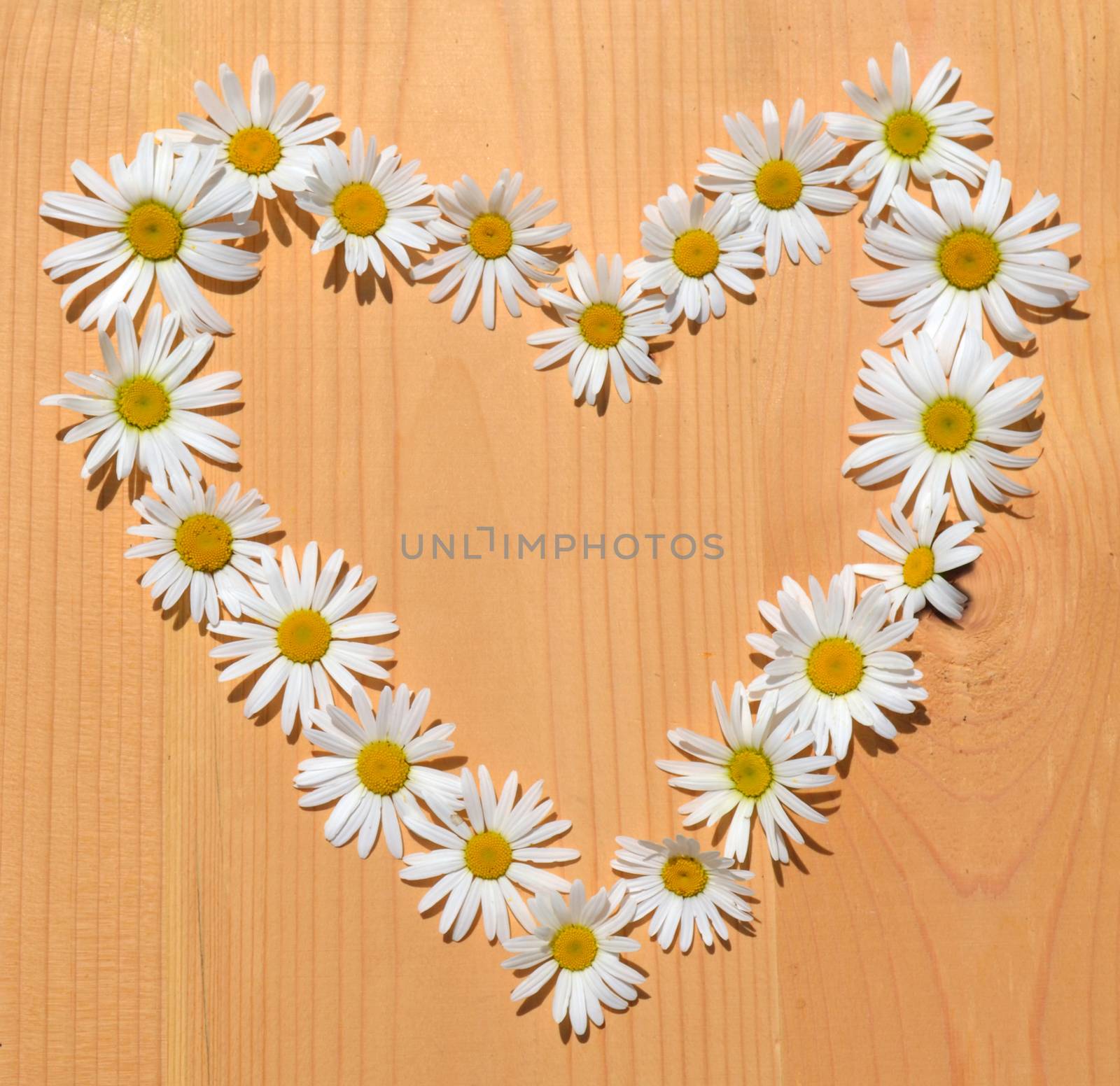 Daisy flower frame in shape of heart by hibrida13