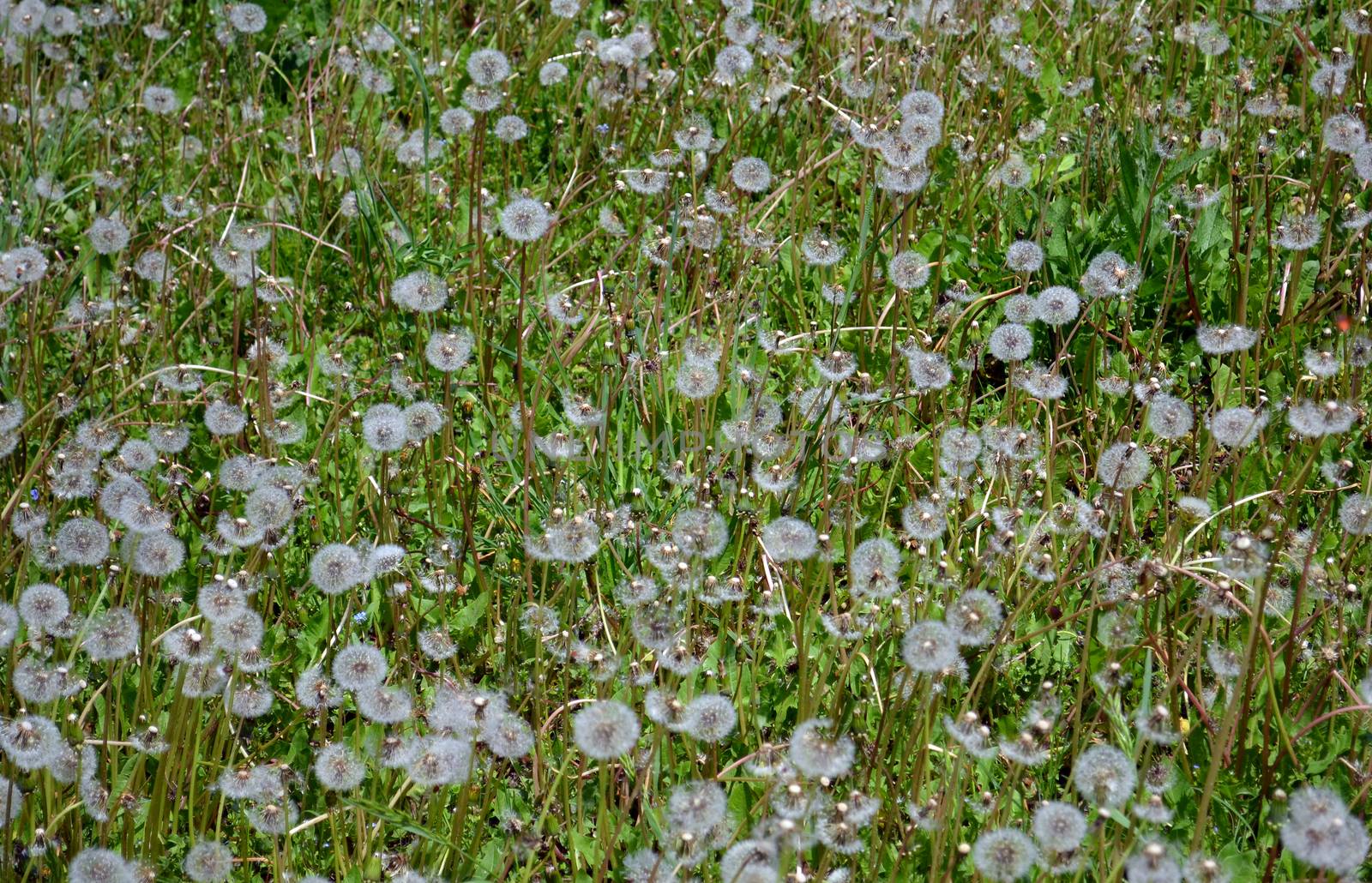 Green spring background with dandelions by hibrida13