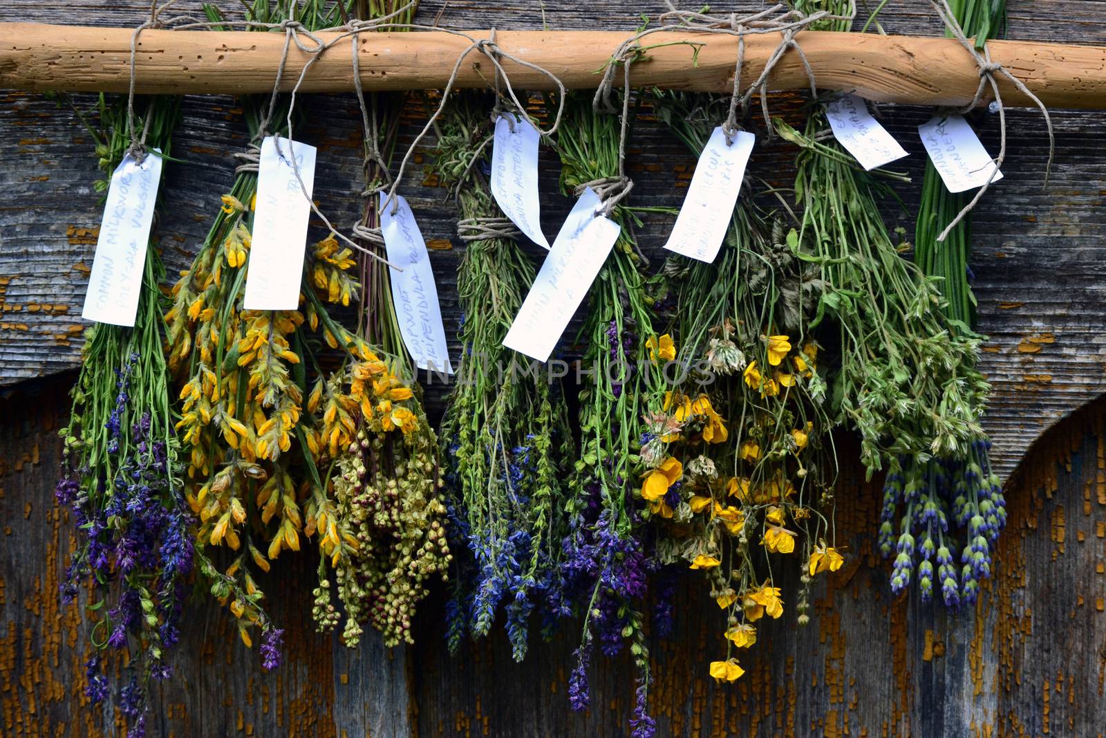 Bunches of dry herbal plants hanging on old wooden wall