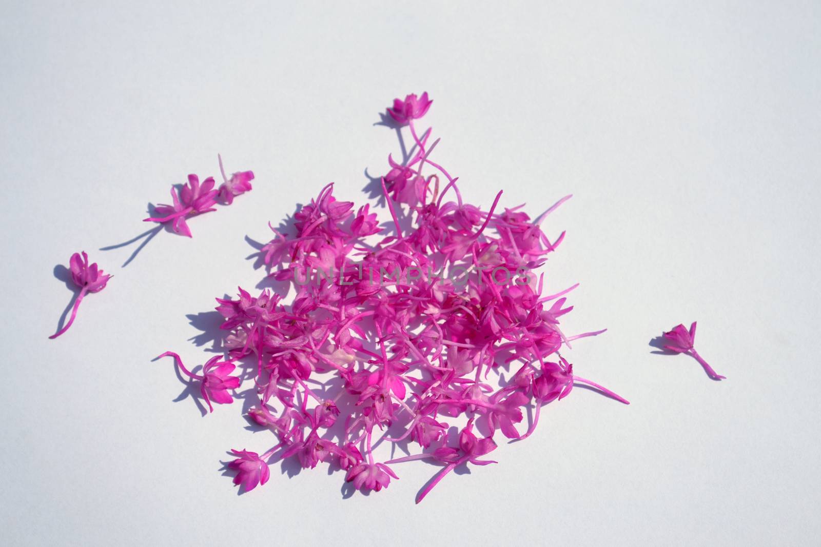 Bunch of pink flowers on white background by hibrida13