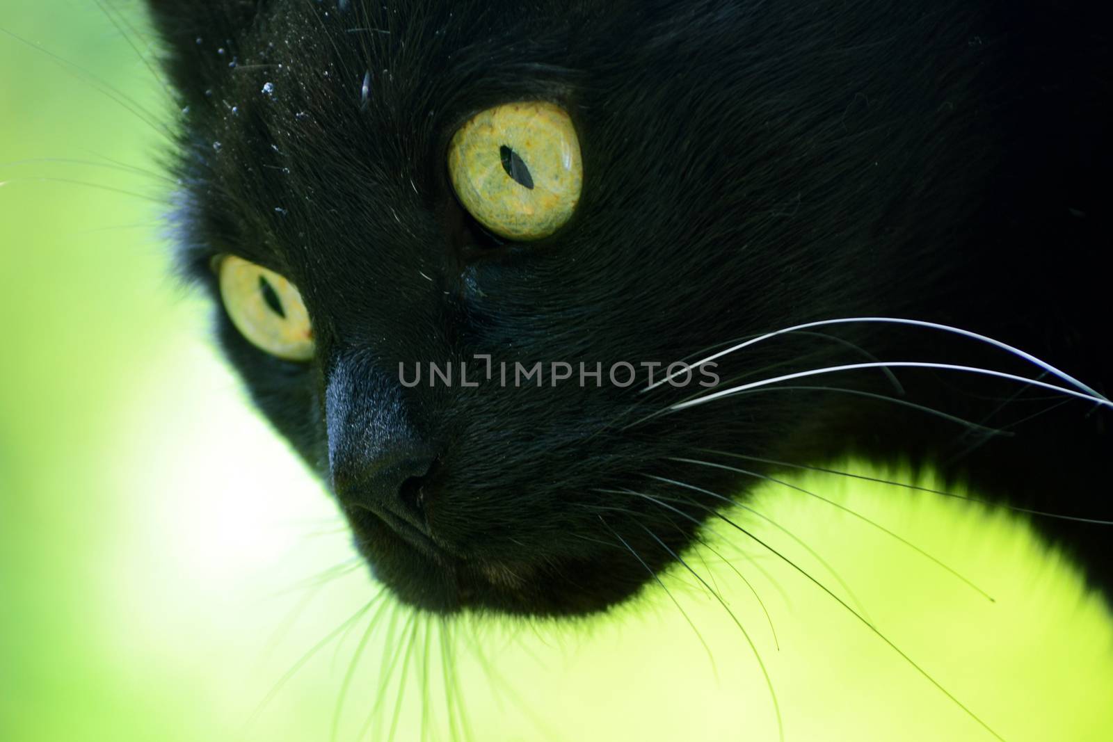 Black cat with green eyes by hibrida13