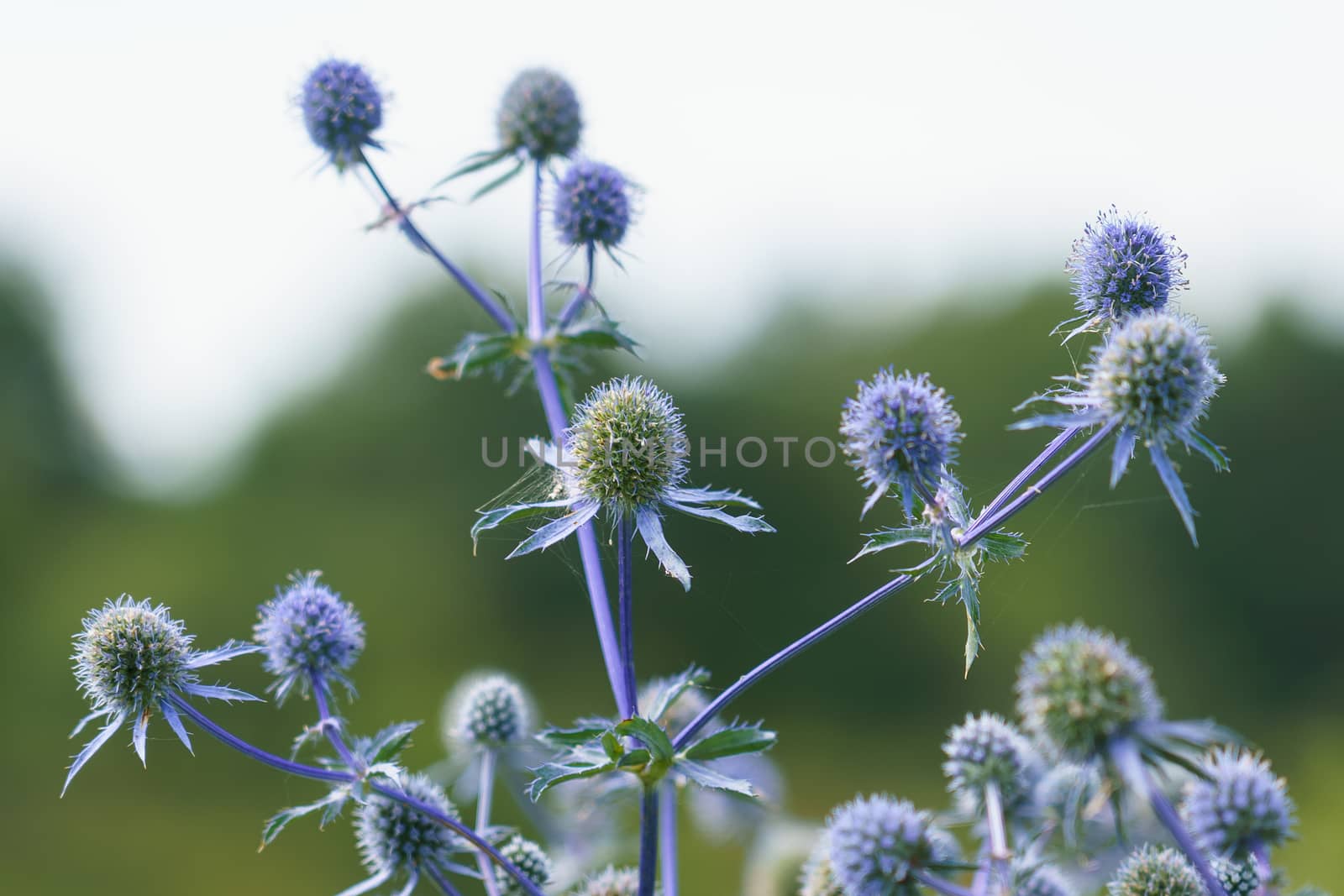 Eryngium officinale, blue-headed field flower on a sunny summer day in the field, selective focus