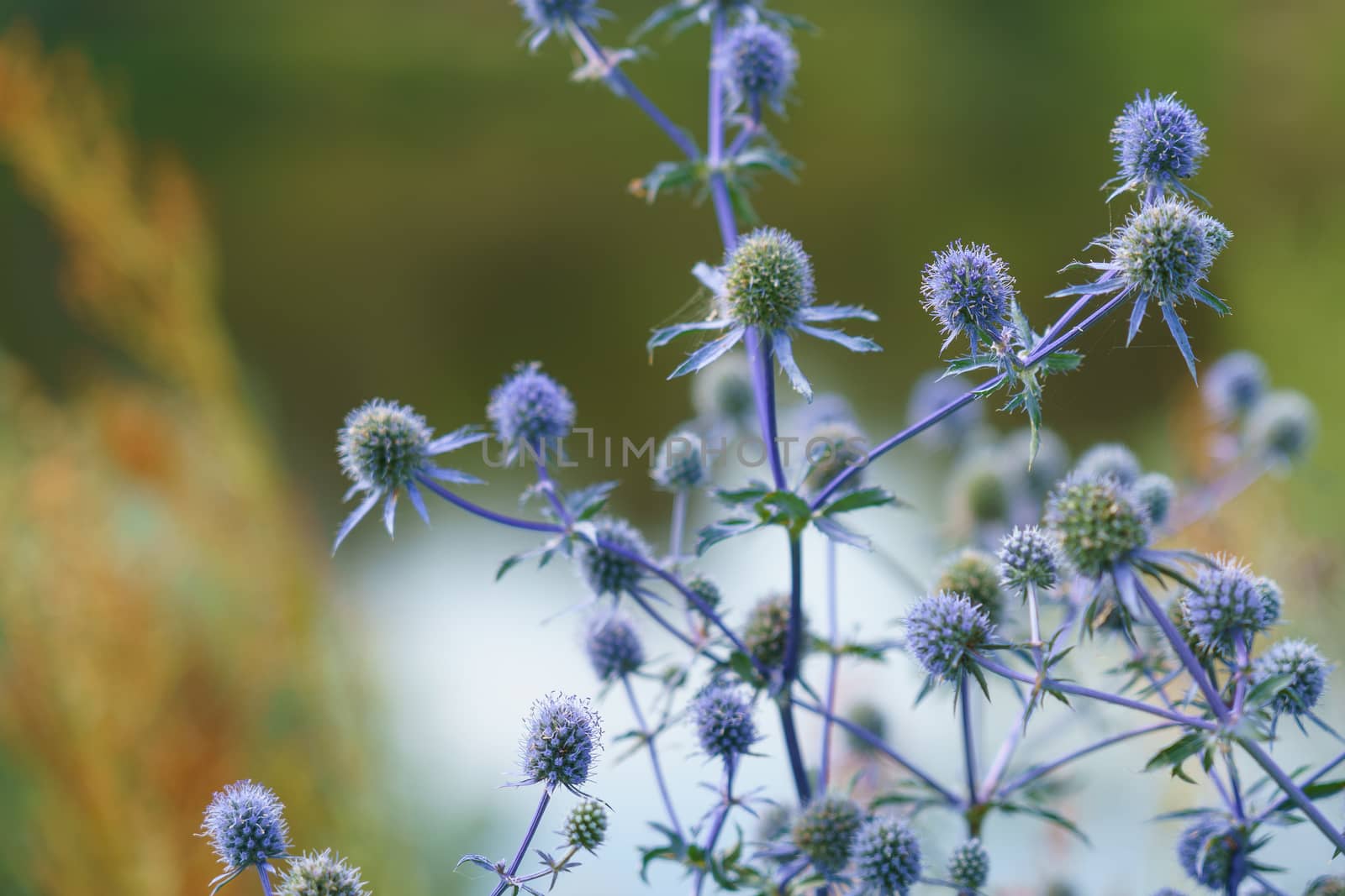 Eryngium officinale, blue-headed field flower on a sunny summer day in the field, selective focus