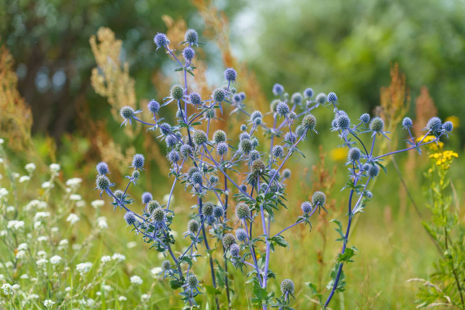 Eryngium officinale, blue-headed field flower on a sunny summer day in the field by VADIM