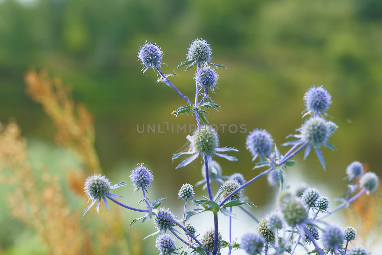 Eryngium officinale, blue-headed field flower on a sunny summer day in the field, selective focus