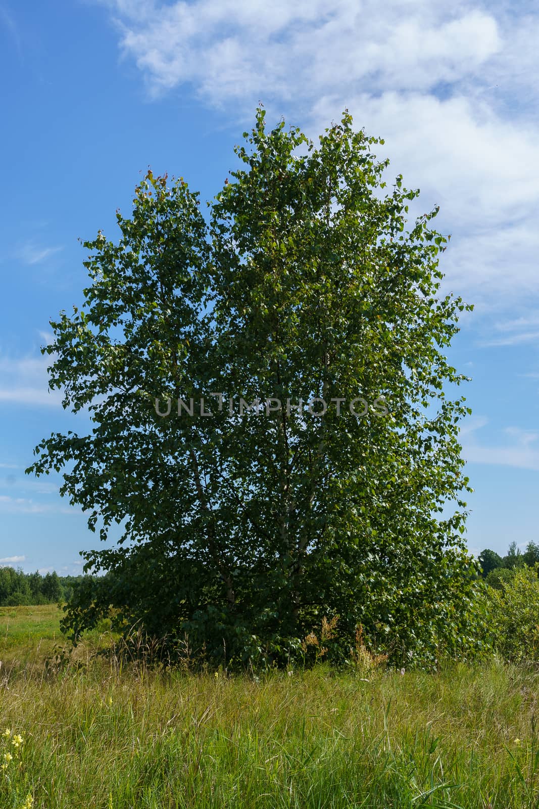 Birch in a green meadow on a sunny summer day