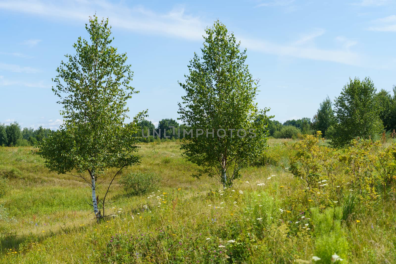 Birch trees on a green meadow on a sunny summer day  by VADIM