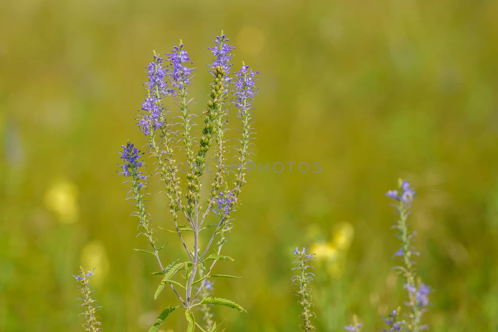 Veronica longifolia, grassy plant with a high stem and blue flowers in the meadow