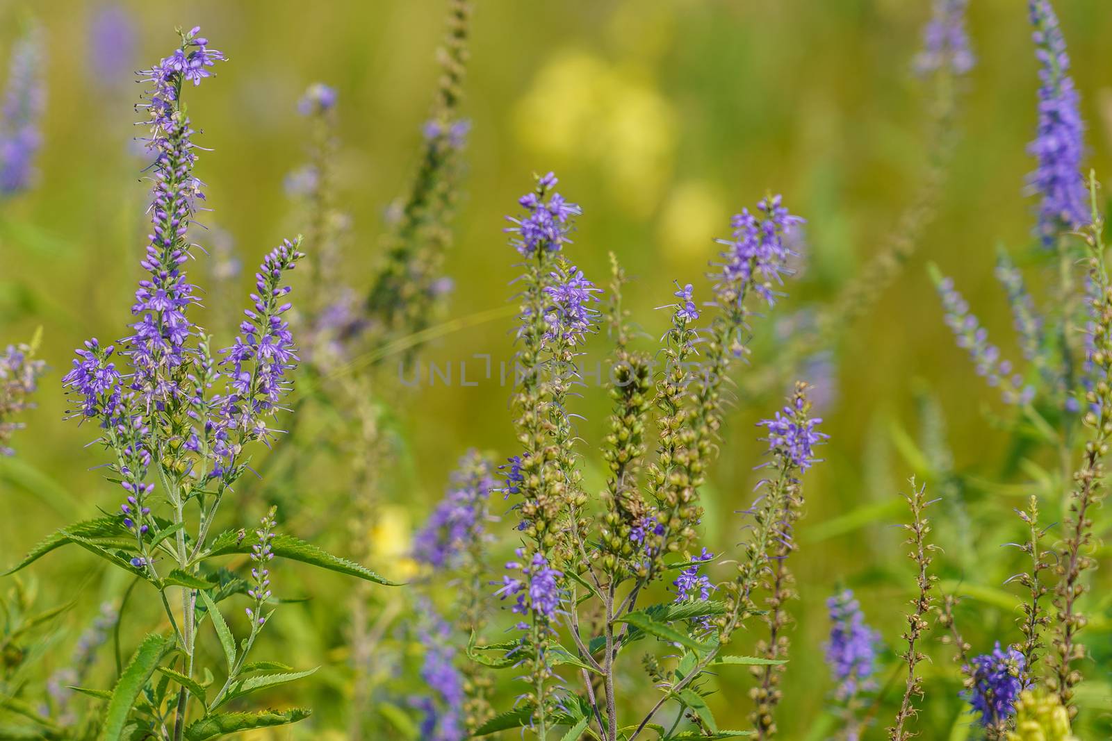 Veronica longifolia, grassy plant with a high stem and blue flowers by VADIM