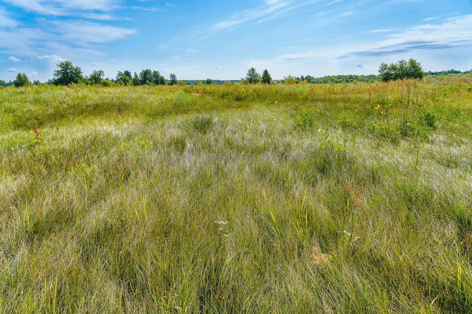 green meadow with grass leaning from the wind by VADIM