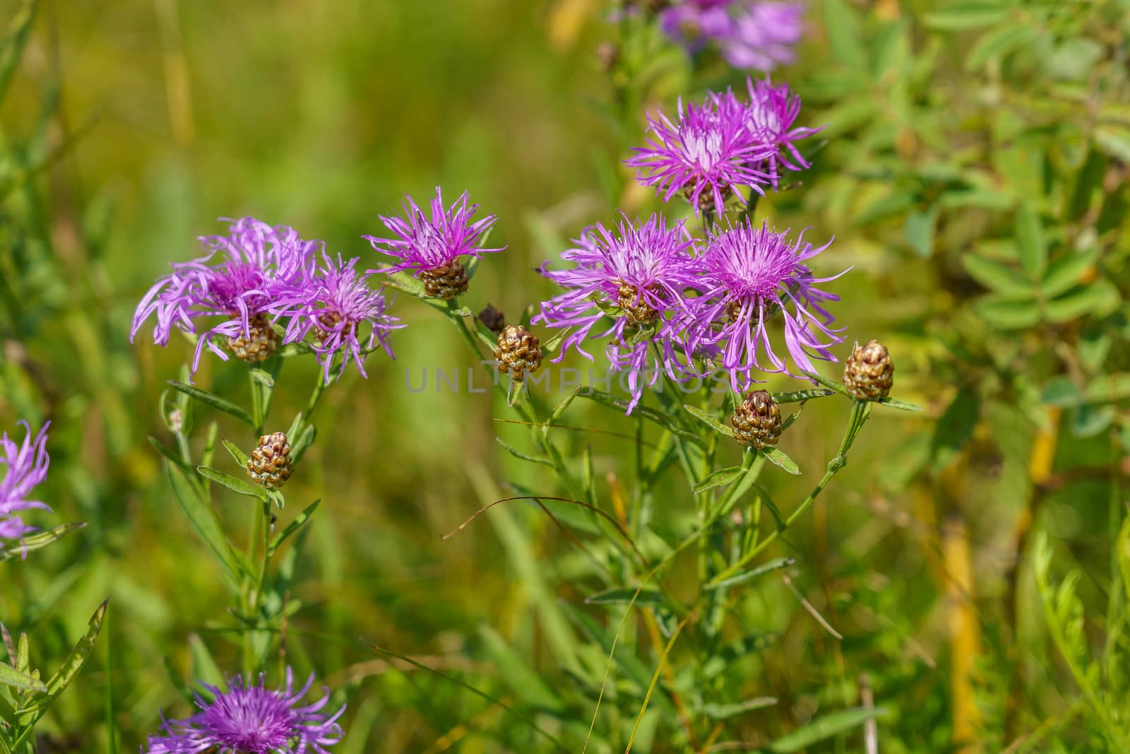 Purple wild thistle flower (thistle) in the field, summer day