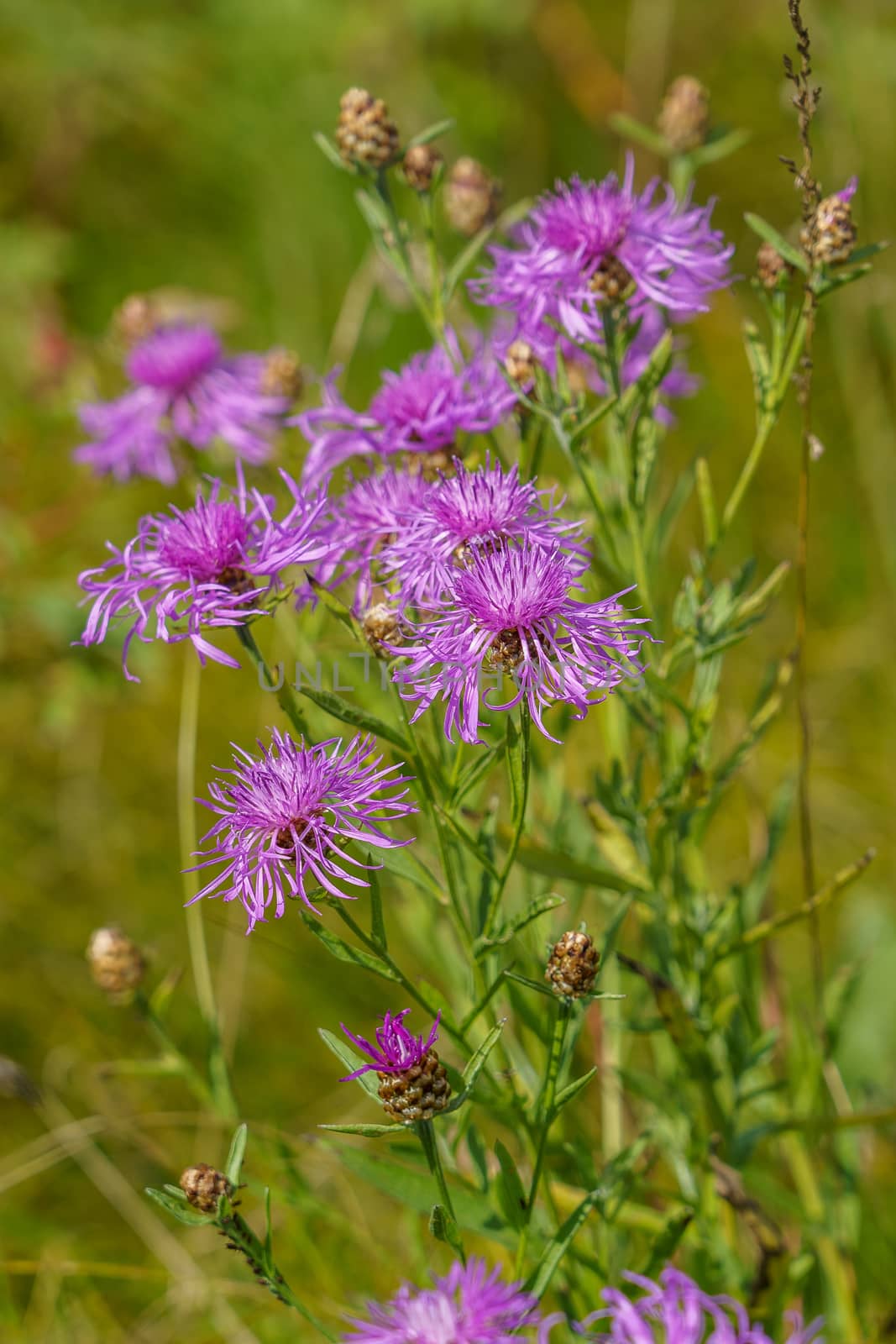 Purple wild thistle flower (thistle) in the field, summer day