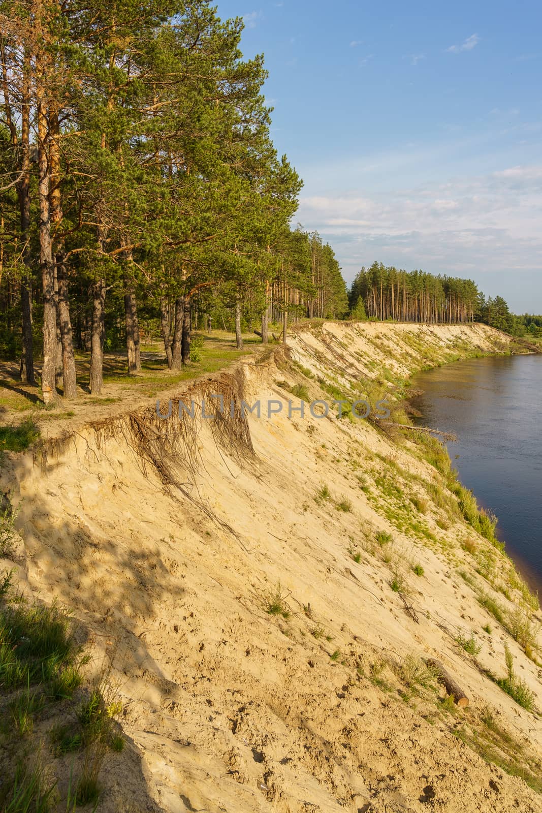 riverbank, high sandy cliff and forest on the shore by VADIM