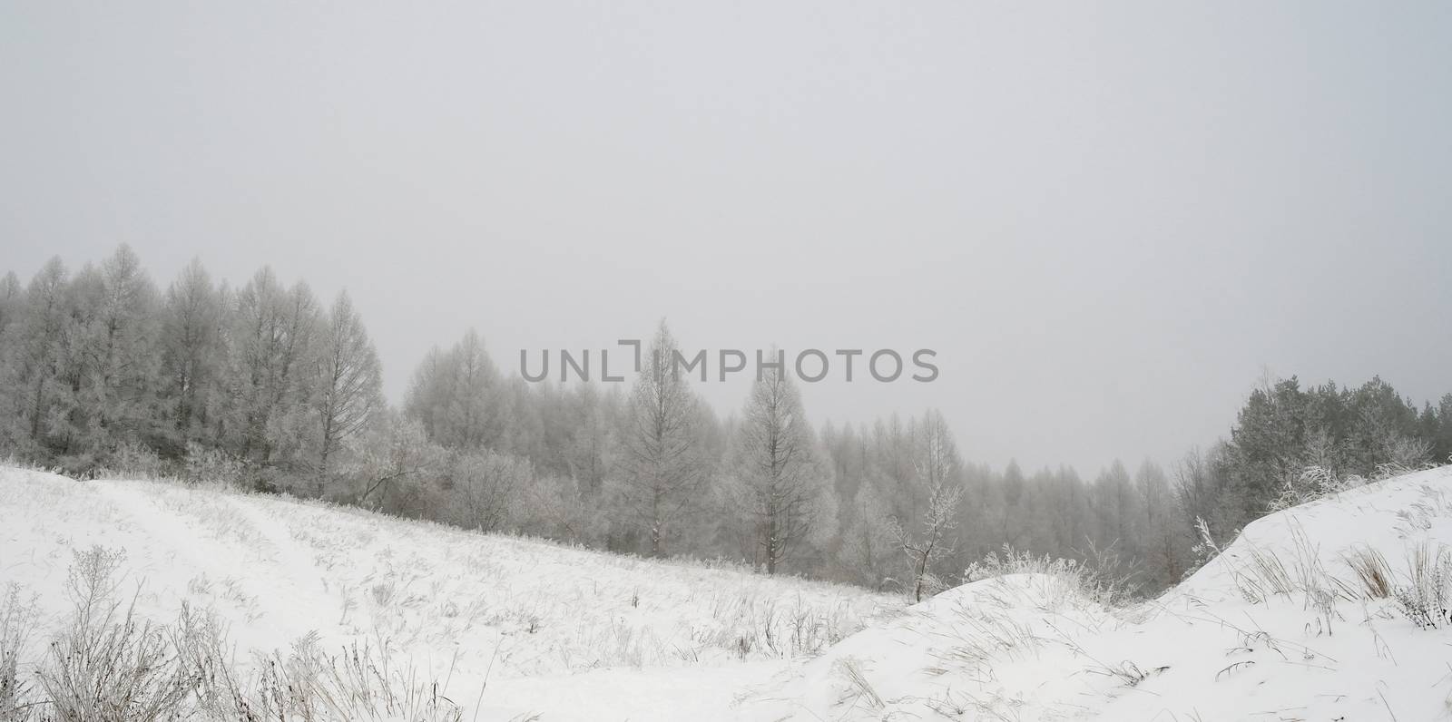 Winter foggy landscape in forest