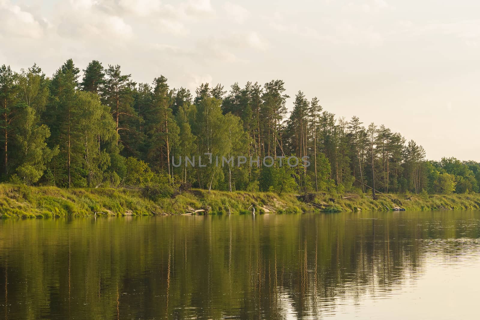 river and forest on the shore at sunset by VADIM