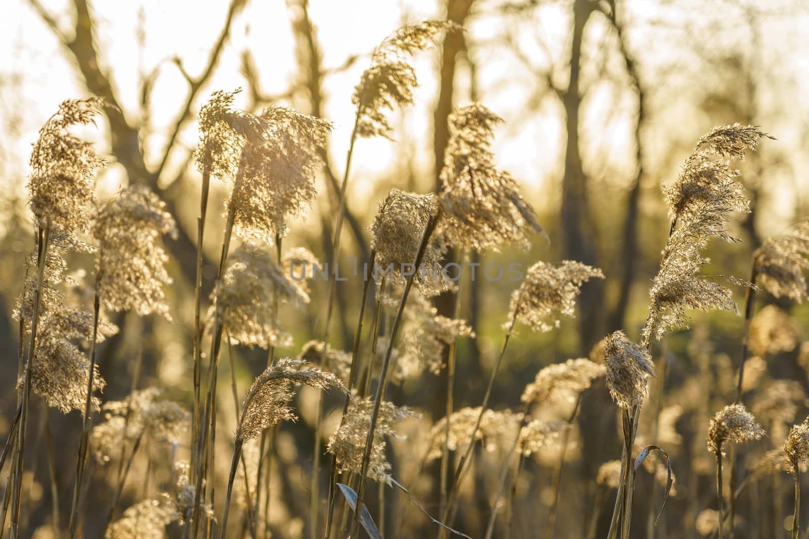 dry reed in the rays of the evening sun on a windy day