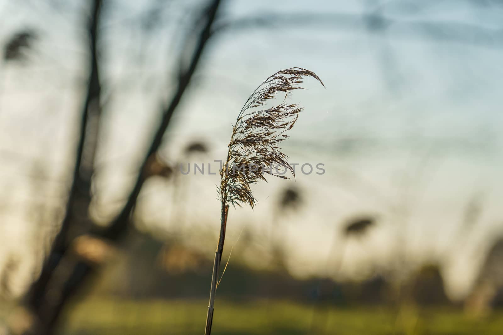 dry reed in the rays of the evening sun  by VADIM