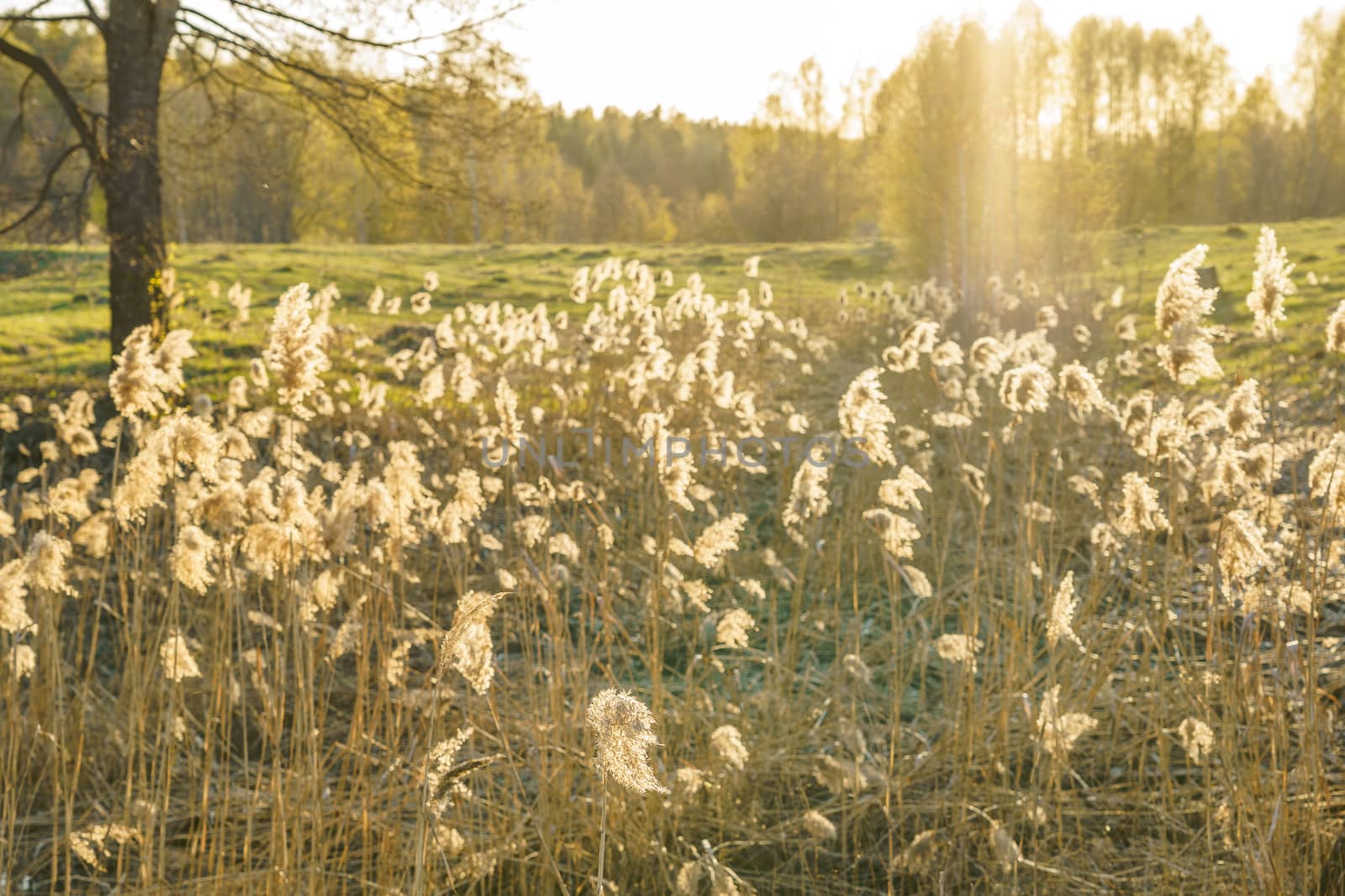 dry reed in the rays of the evening sun  by VADIM