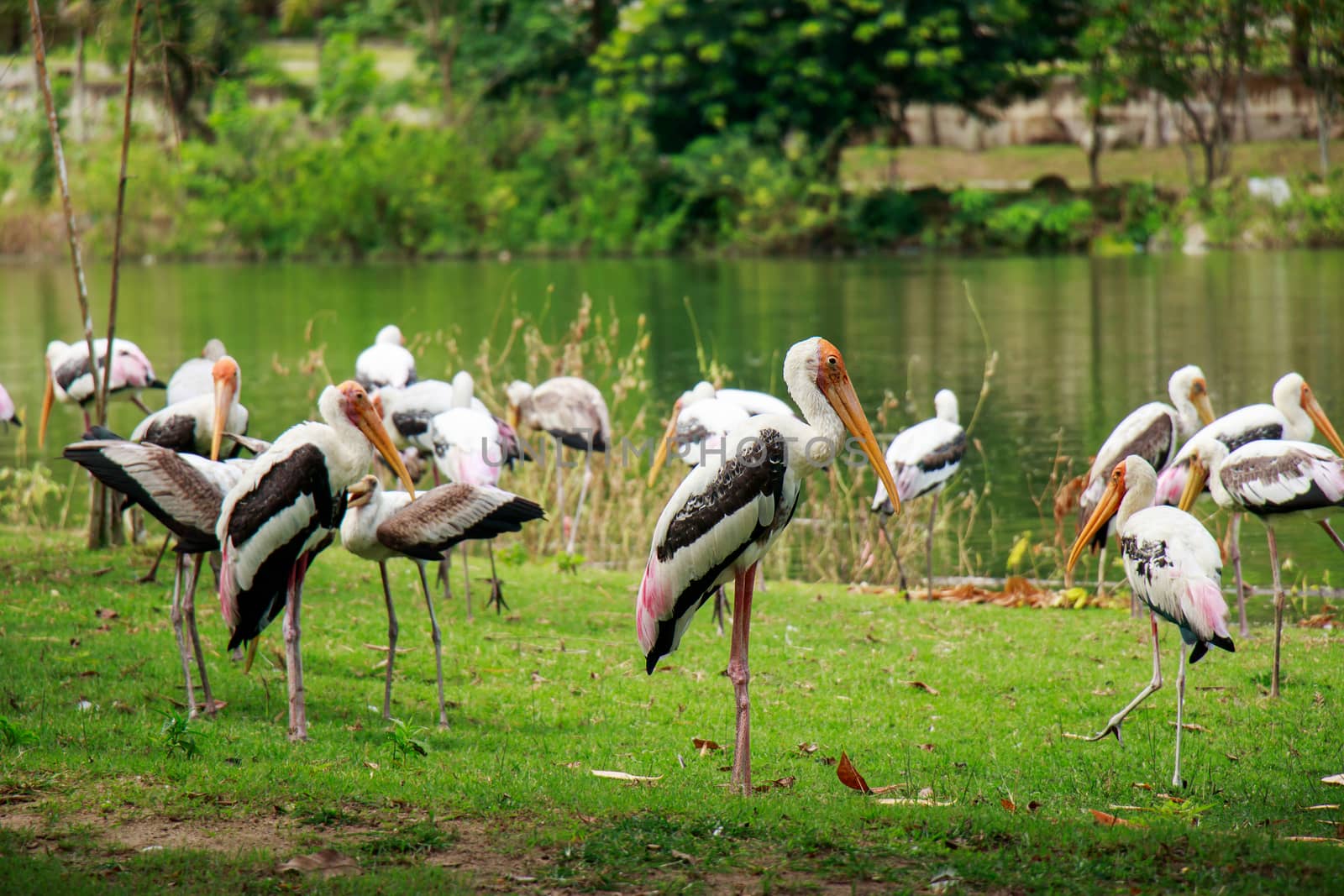 Group of pelicans catch fish from lake river. Pelican bird wallpaper , background