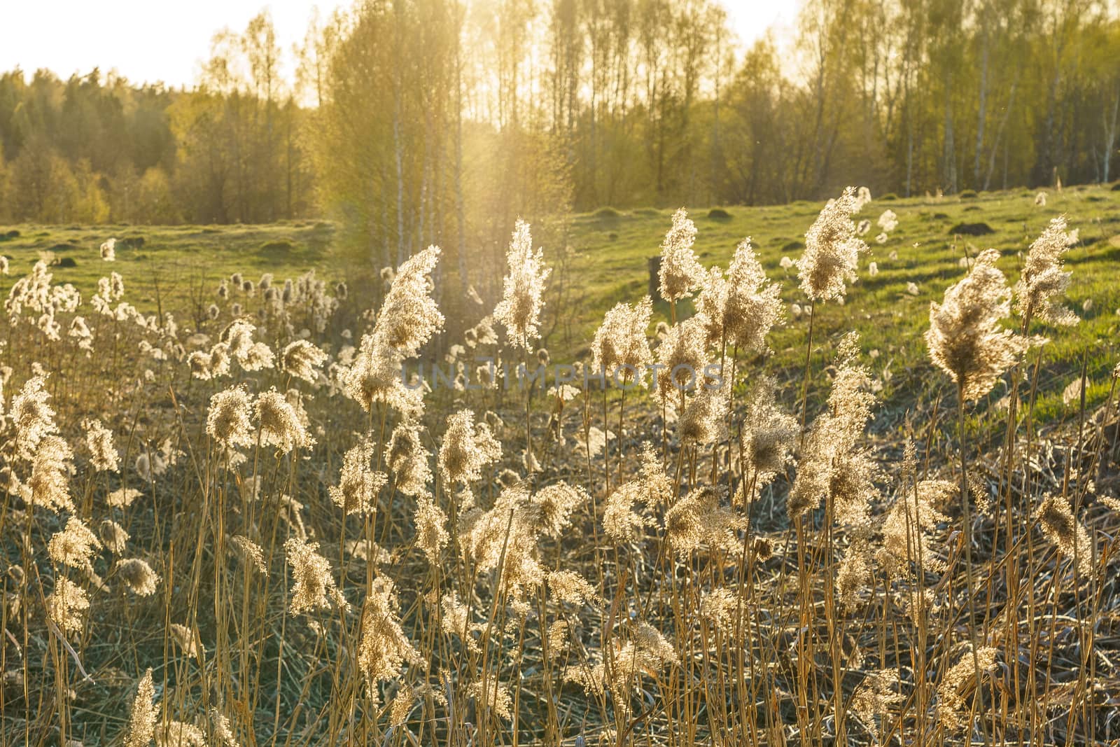 dry reed in the rays of the evening sun on a windy day