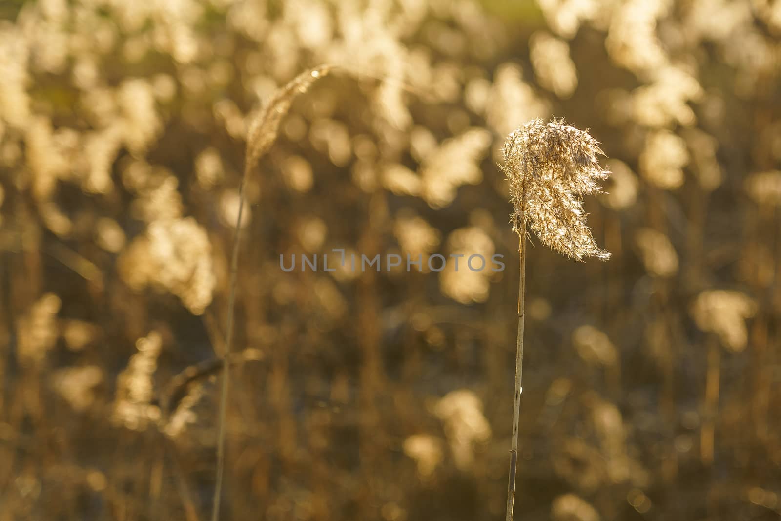 dry reed in the rays of the evening sun  by VADIM