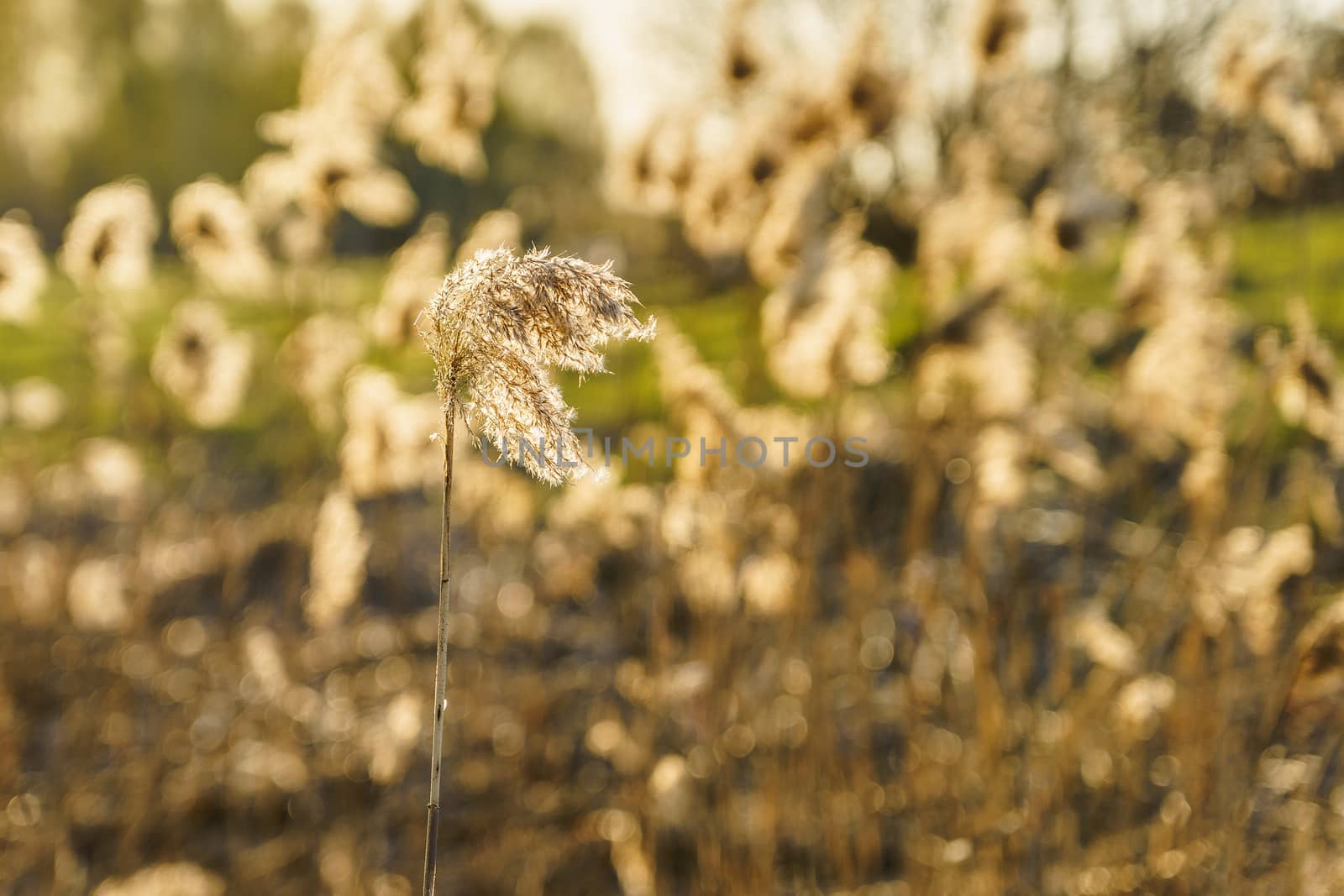 dry reed in the rays of the evening sun on a windy day