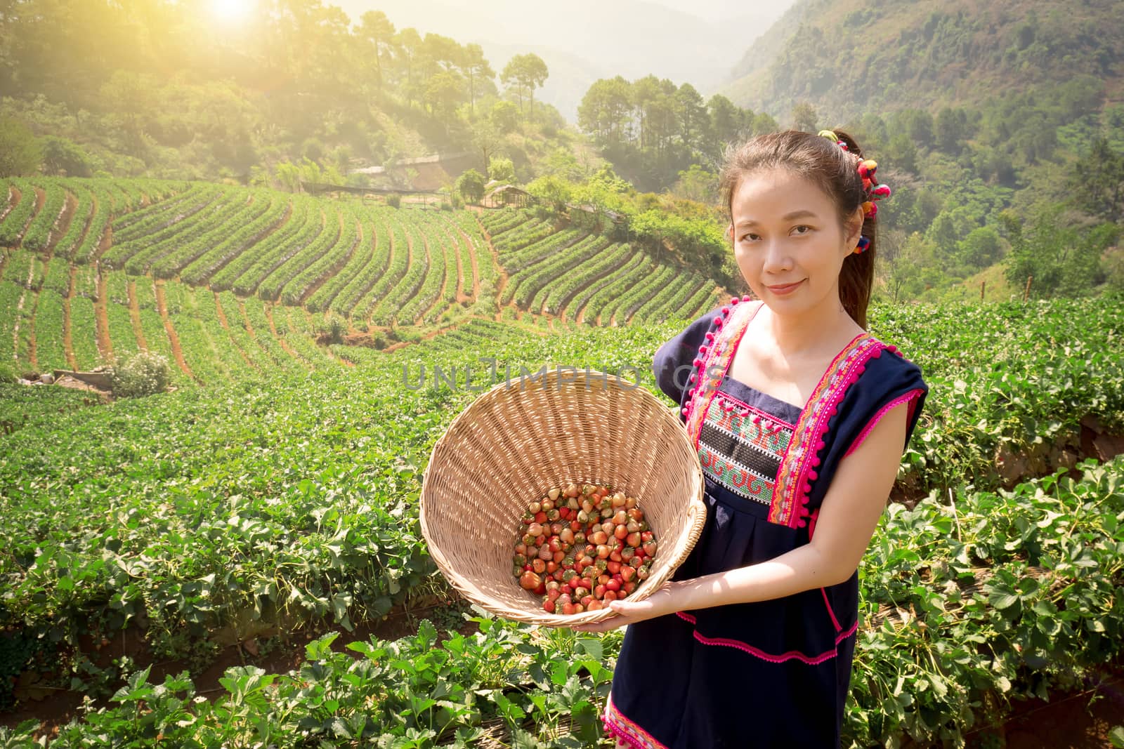Young Tribal Asian women from Thailand picking strawberry on field plantation to the basket in the morning at doi ang khang national park, Chiang Mai, Thailand. Beautiful Asia female model in her 30s.
