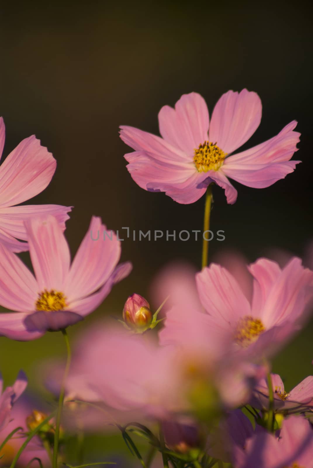 Pink Cosmos flower in the garden by Satakorn