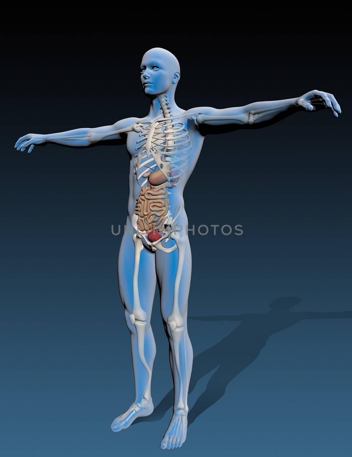 Human body with internal organs by vitanovski