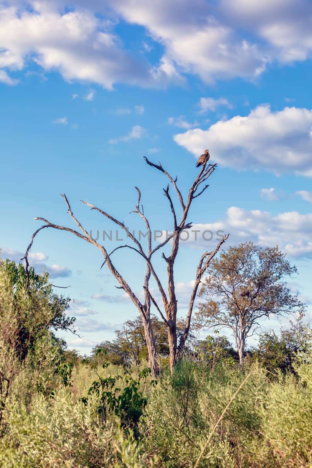 tawny eagle (Aquila rapax), large bird of prey in natural habitat, Moremi game reserve, Botswana Africa safari wildlife